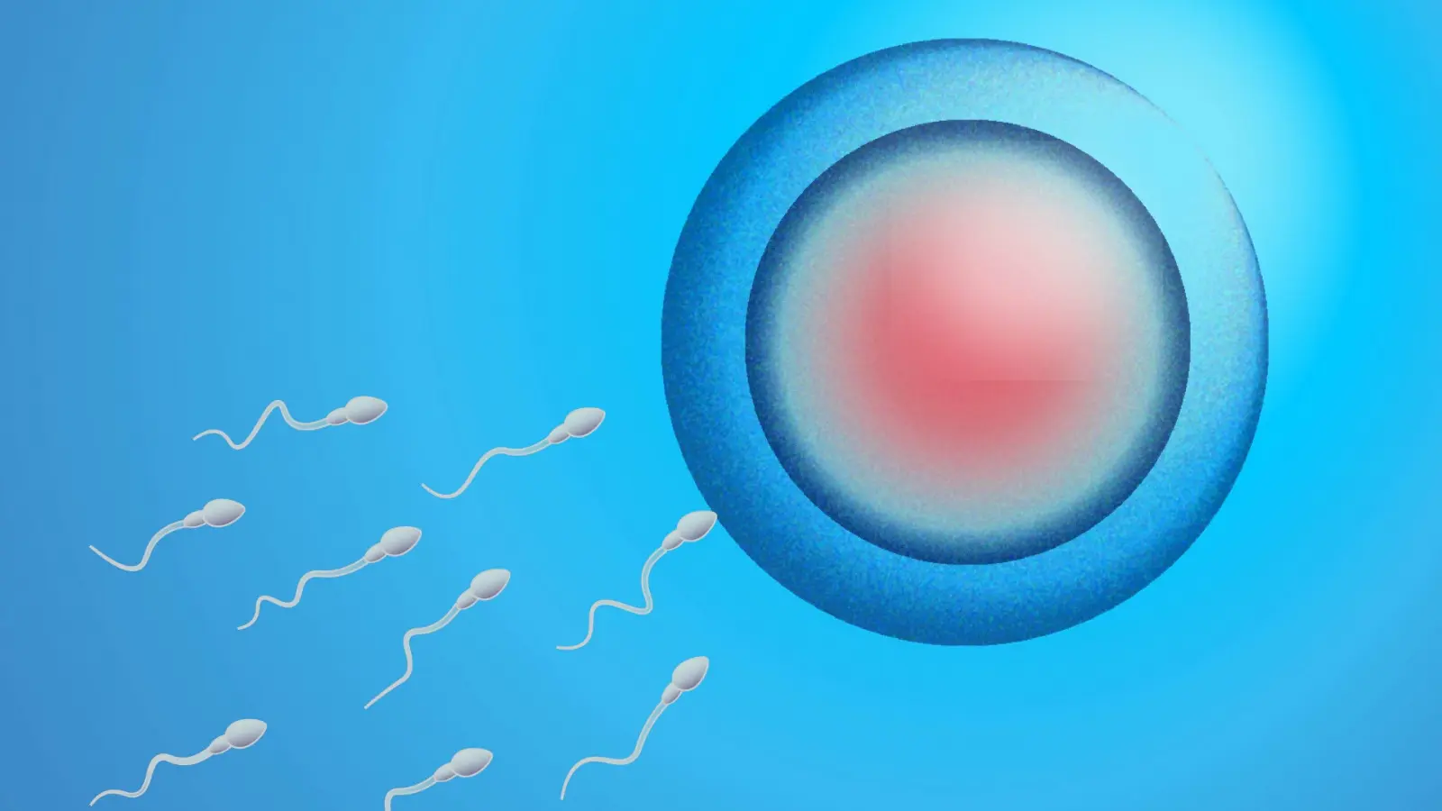 精子の特徴:X精子は酸性に強く、Y精子はアルカリ性に強い