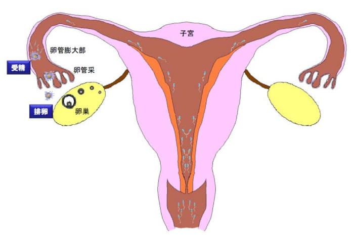 自然妊娠の仕組み