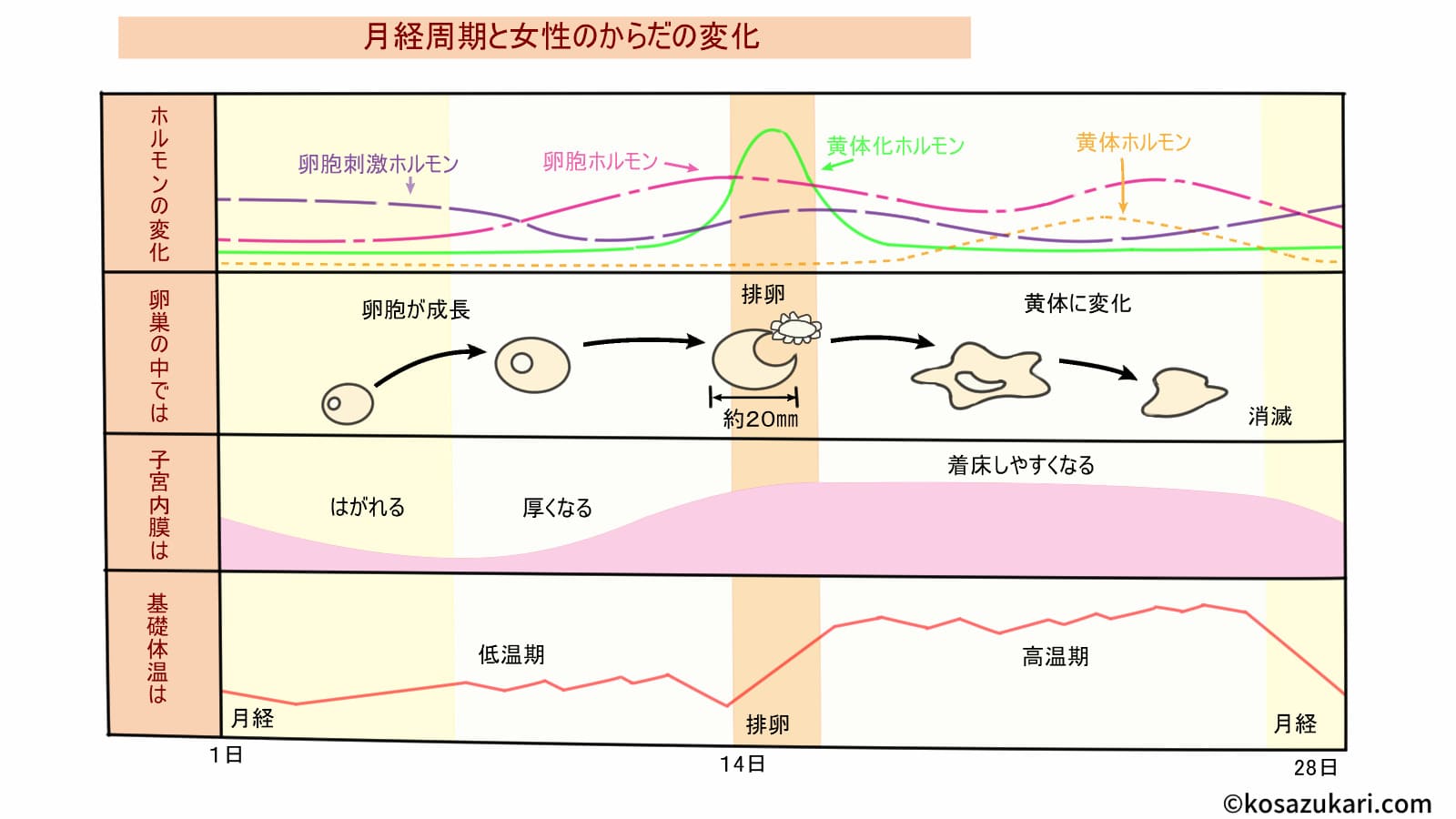 月経周期と女性のからだの変化